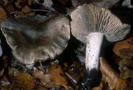 Image of Tricholoma pullum Ovrebo 1989