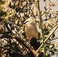 Imagem de Zavattariornis Moltoni 1938