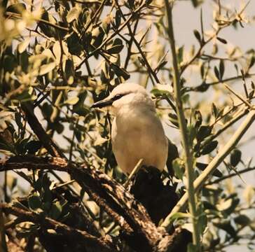 Image of Zavattariornis Moltoni 1938