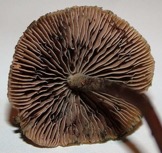 Image of Psilocybe aucklandiae Guzmán, C. C. King & Bandala 1991