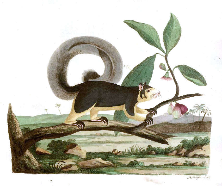 Imagem de Ratufa macroura (Pennant 1769)