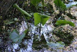 Image de Nuphar polysepala Engelm.