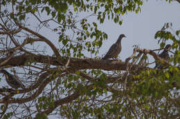 Image of Picazuro Pigeon