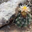 Image de Pediocactus despainii S. L. Welsh & Goodrich