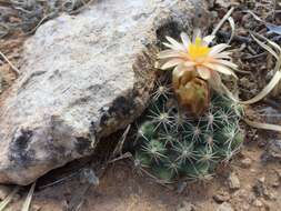 Image of Despain's Pincushion Cactus