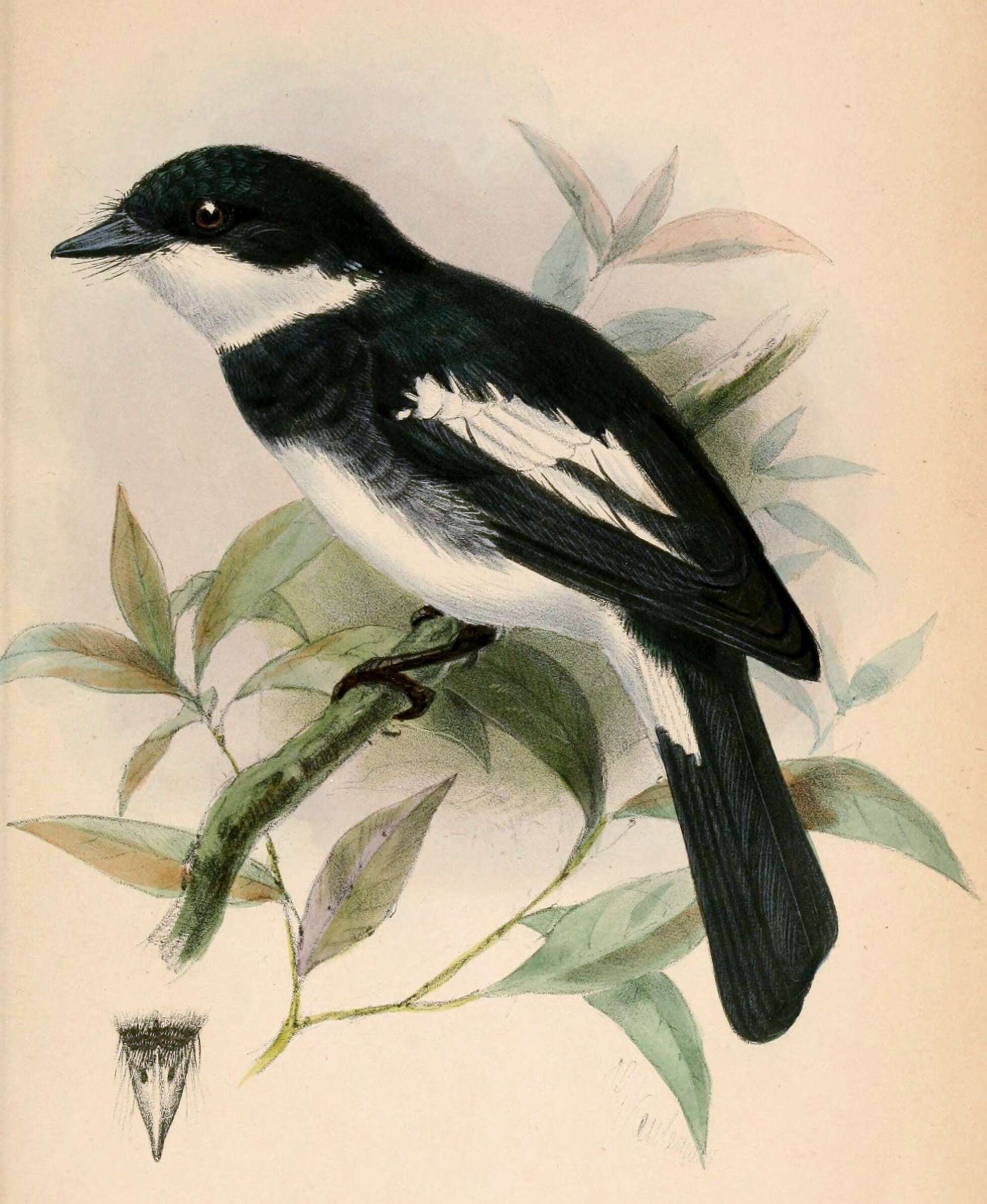 Image of Pseudobias Sharpe 1870