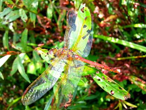 Image of <i>Sympetrum striolatum imitoides</i> Bartenef 1919