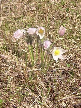 Image of Eastern Pasque Flower