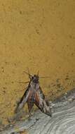 Image of Oleander sphinx moth