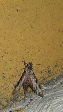 Image of Oleander sphinx moth