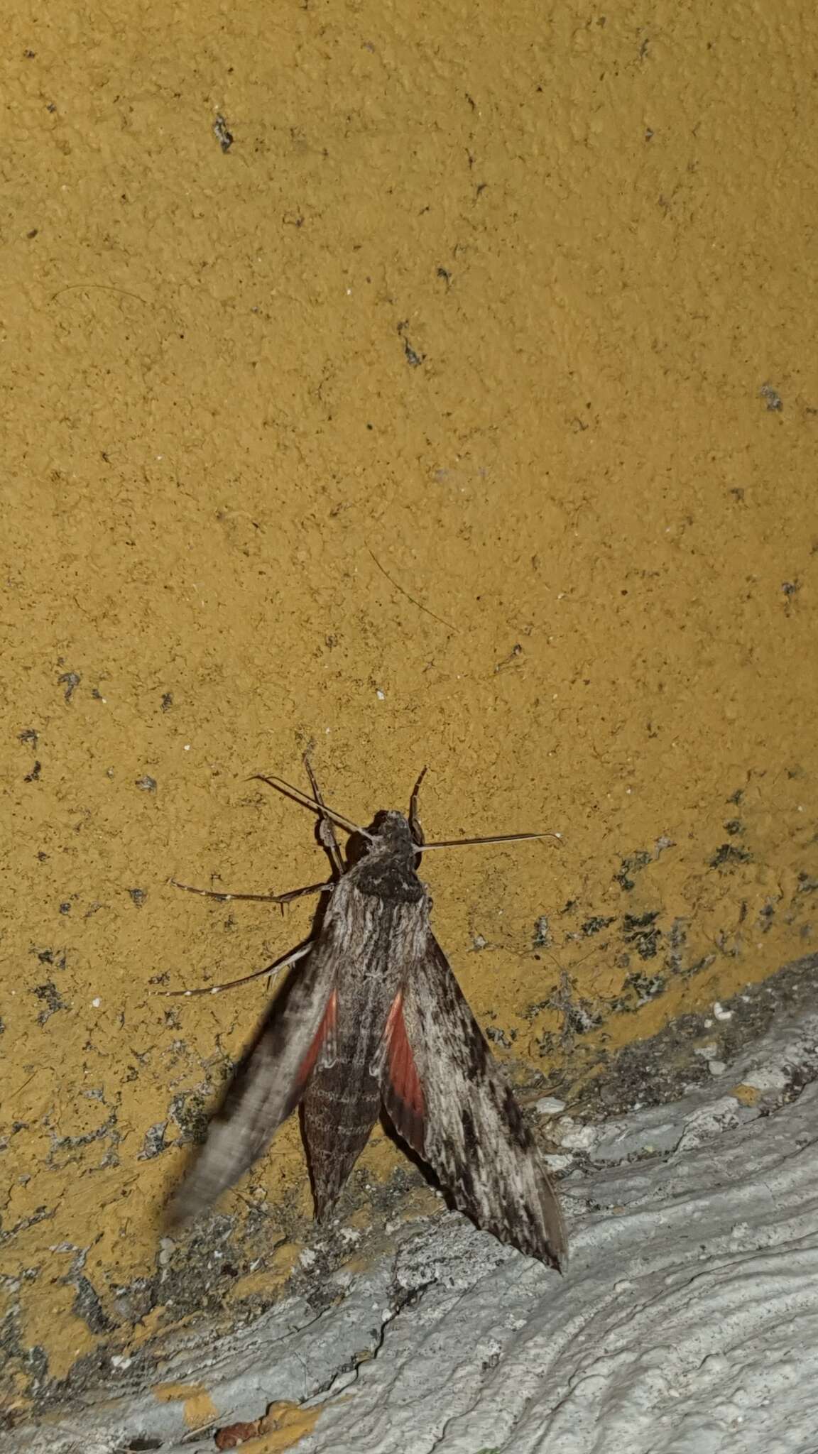 Image of Oleander sphinx moth