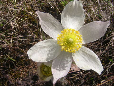 Image of Eastern Pasque Flower