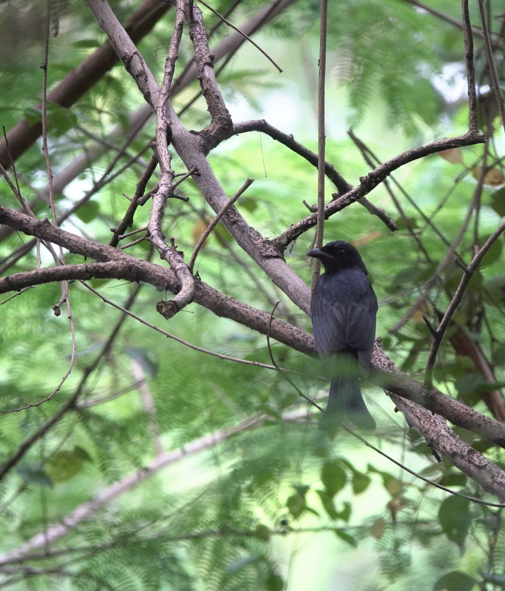 Image de Drongo à gros bec