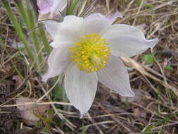 Image of Eastern Pasque Flower