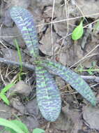 Image of Heath spotted orchid