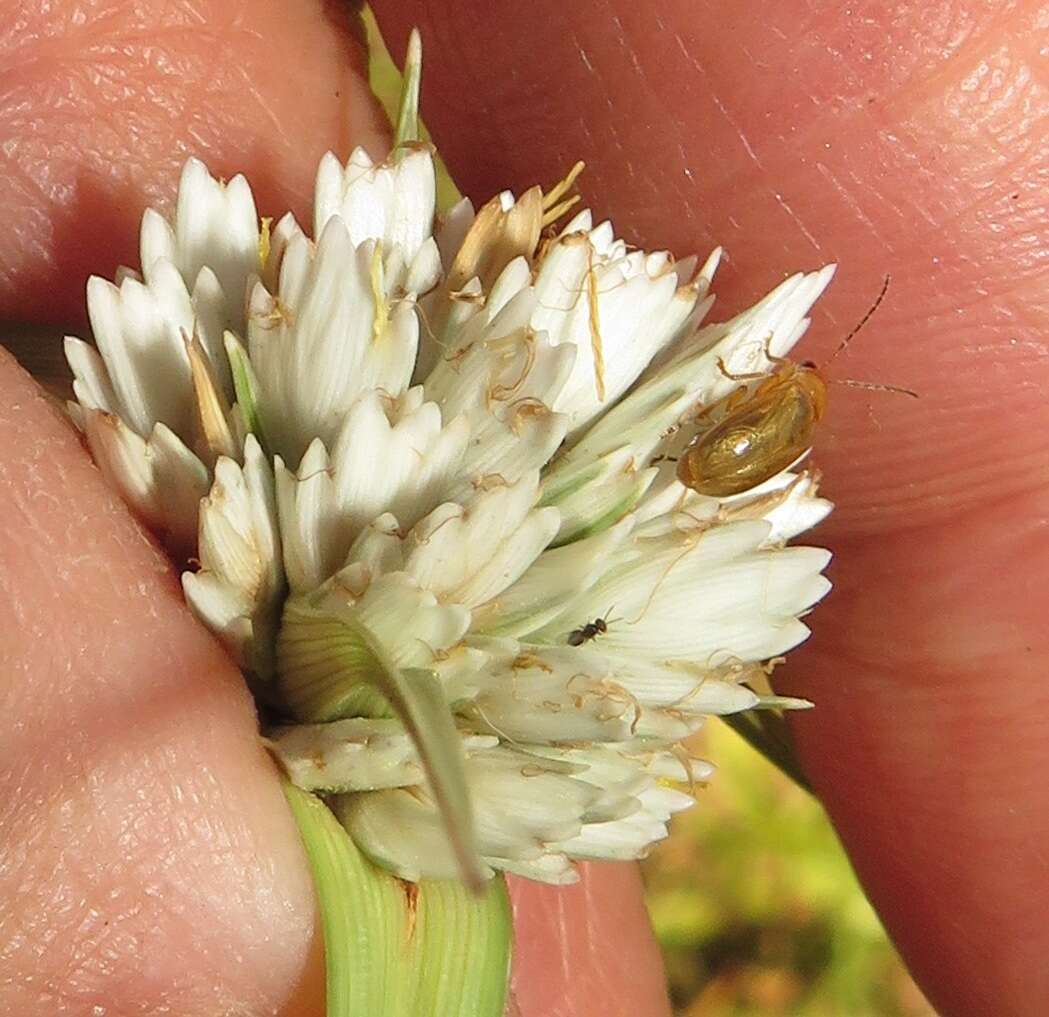 Imagem de Cyperus niveus var. leucocephalus (Kunth) Fosberg