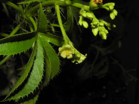 Image of Jatropha glandulifera Roxb.