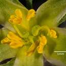 Image of Hibbertia fasciculata R. Br. ex DC.