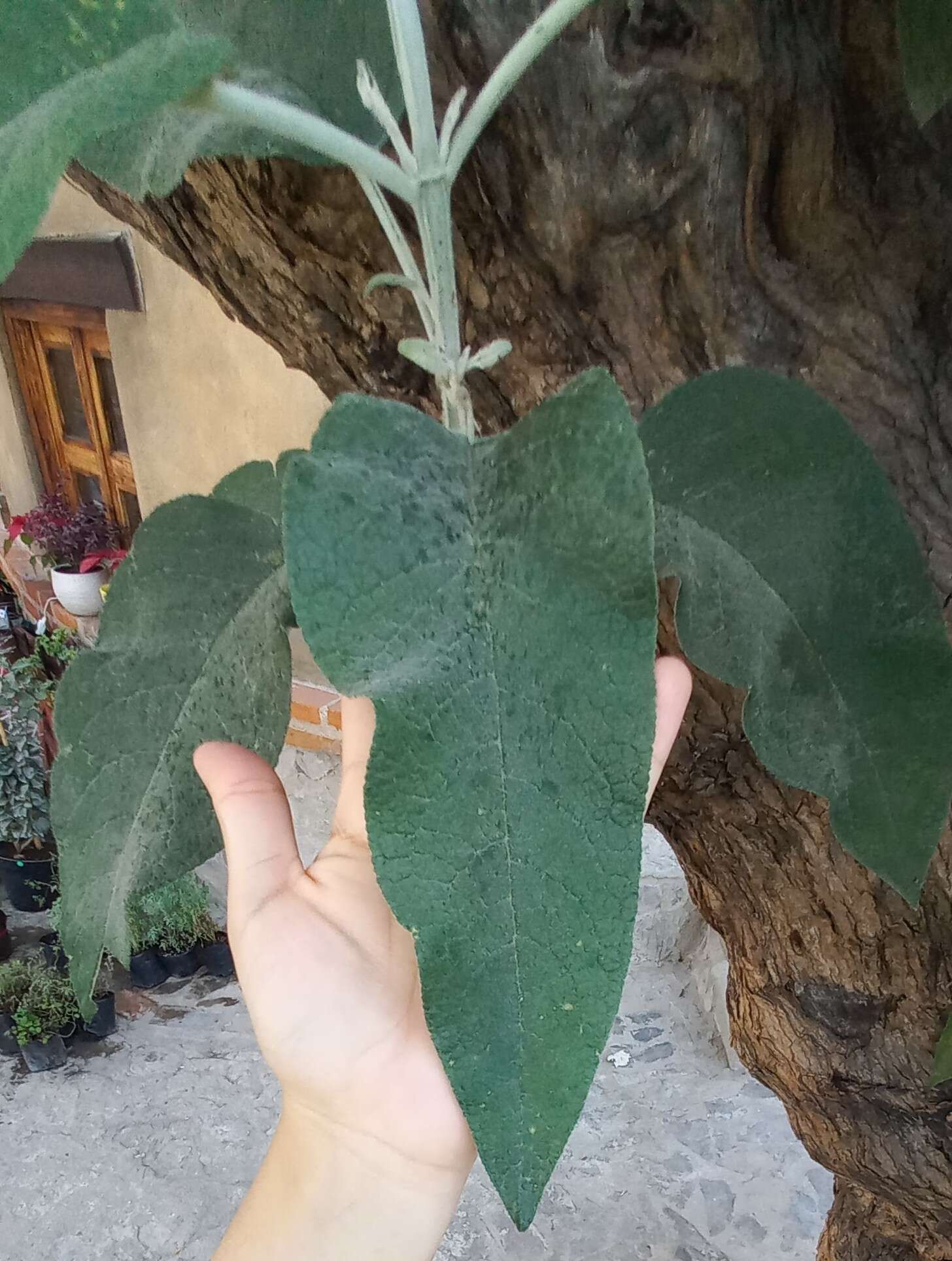 Image of Buddleja cordata subsp. cordata