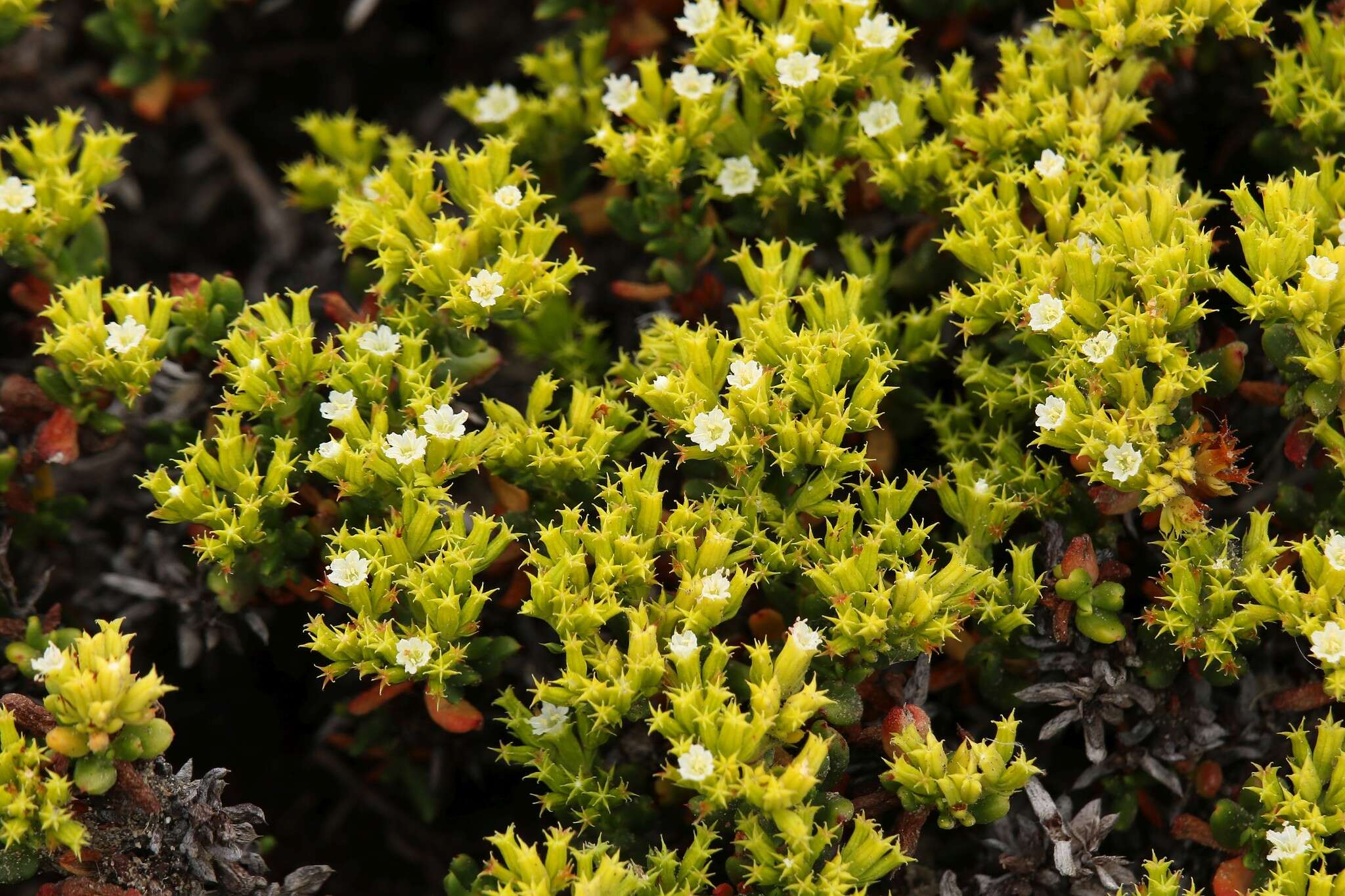 Image of Chorizanthe mieresii Teillier & J. Macaya