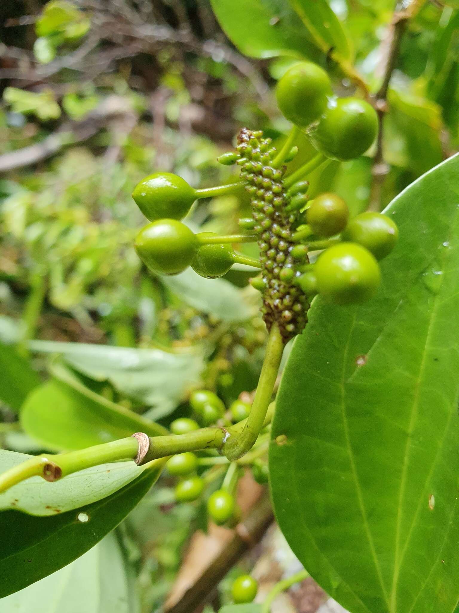 Image of Australian pepper