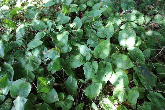 Image of bigleaf aster