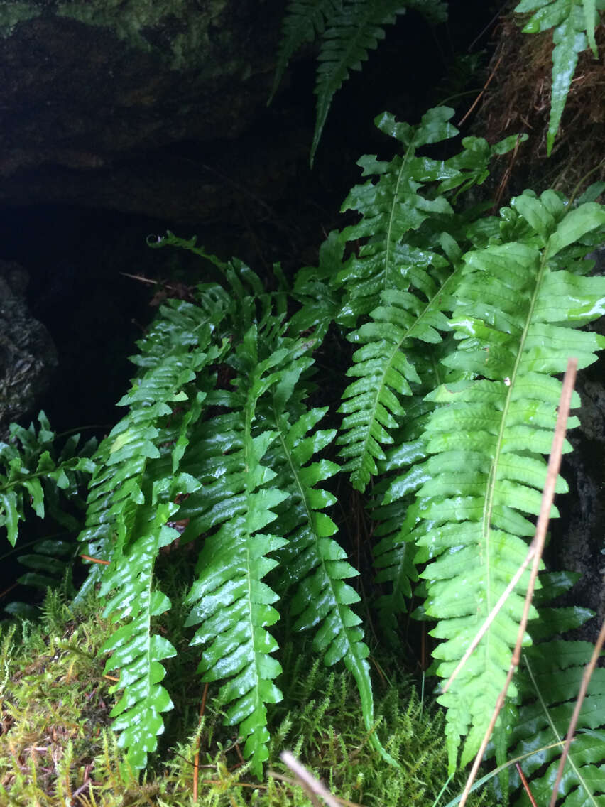 Image of licorice fern