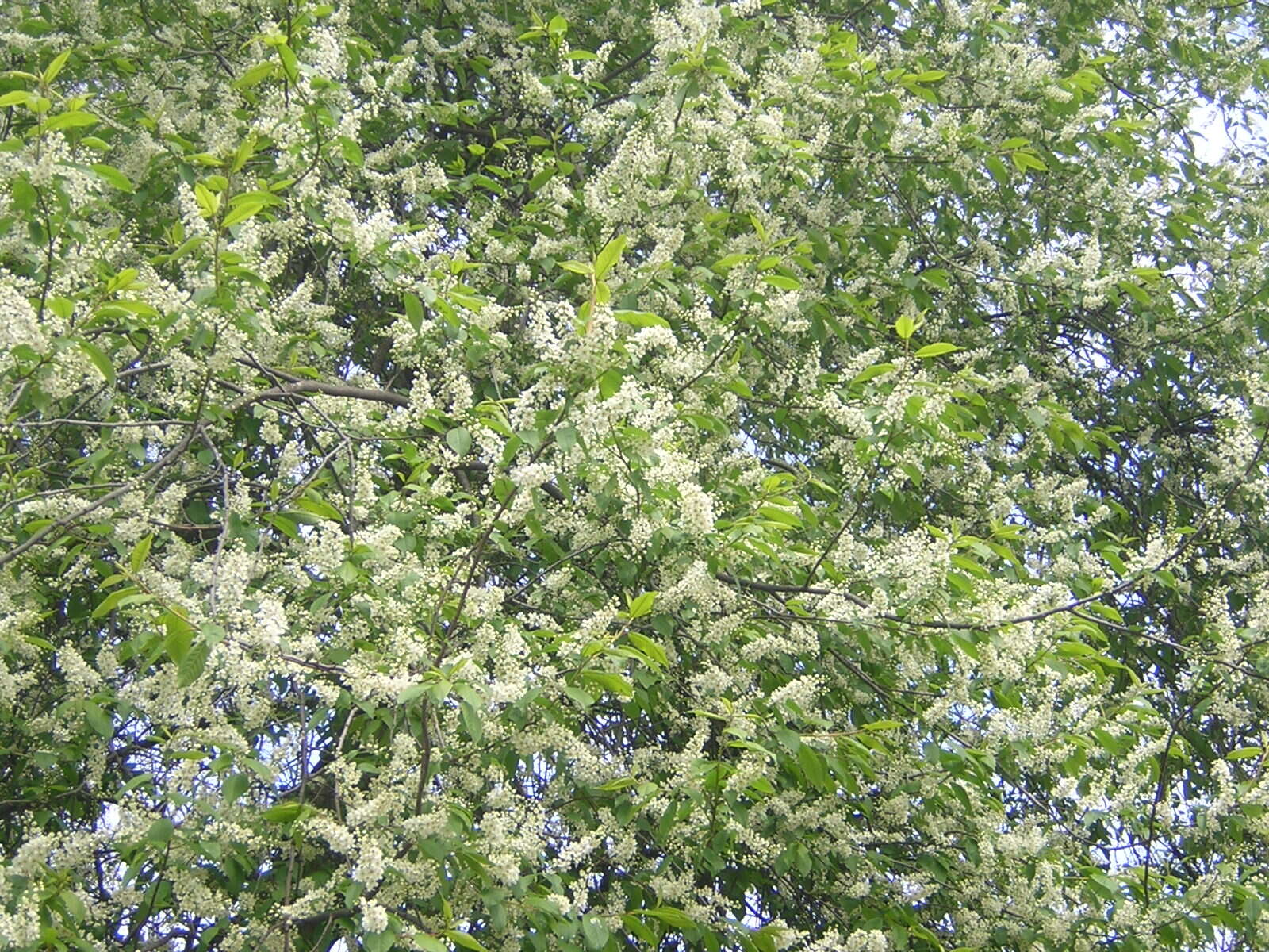 Prunus padus L. resmi