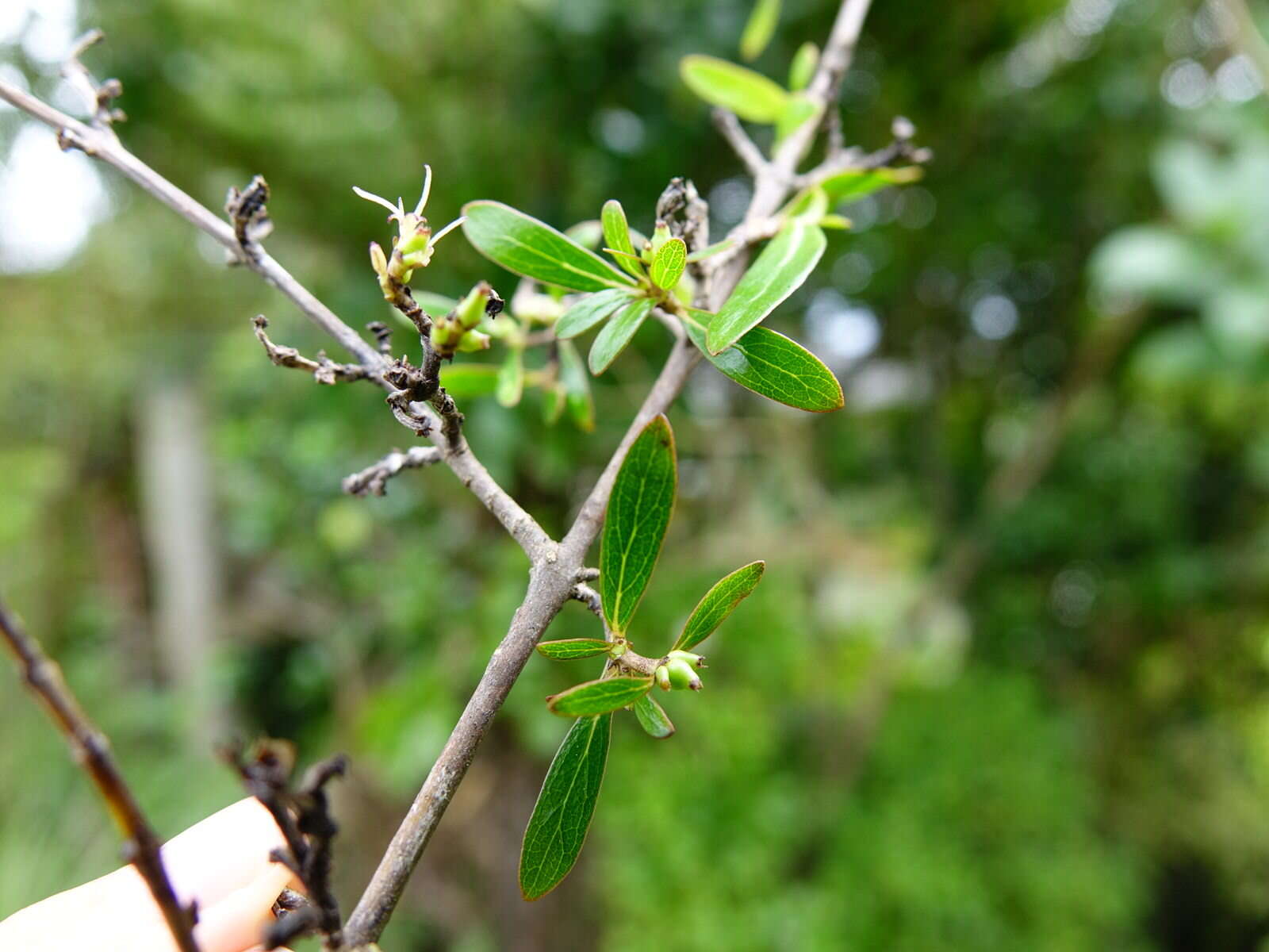 Imagem de Coprosma conferta A. Cunn.