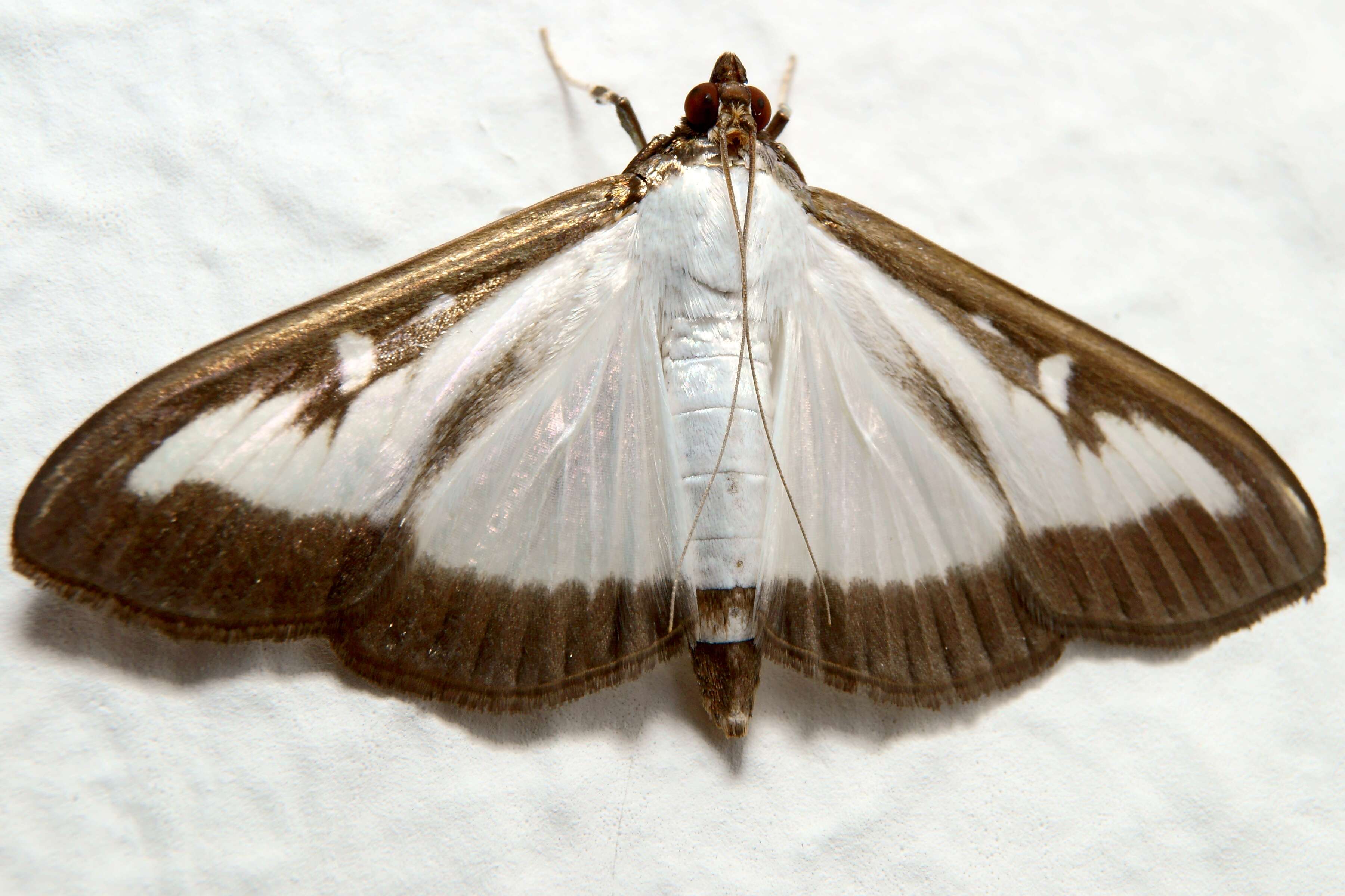 Cydalima perspectalis resmi