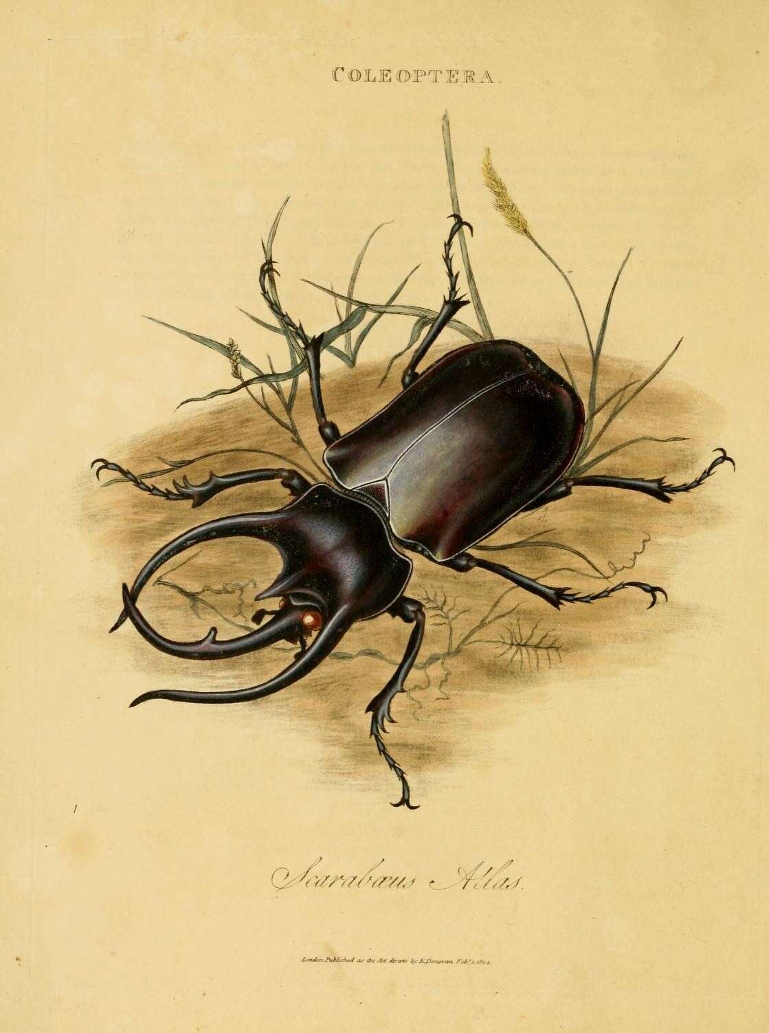 Image of Atlas beetle