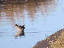 Image of Common Redshank