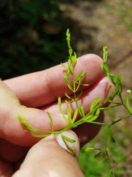 Image of Asparagus ramosissimus Baker