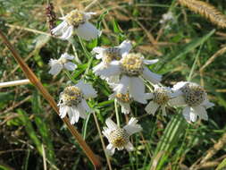 Image of Sneezeweed