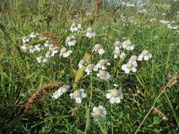 Image of Sneezeweed