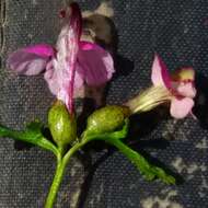 Image of Pedicularis adunca Bieb. ex Stev.