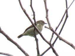 Image of Yellow-bellied Dacnis