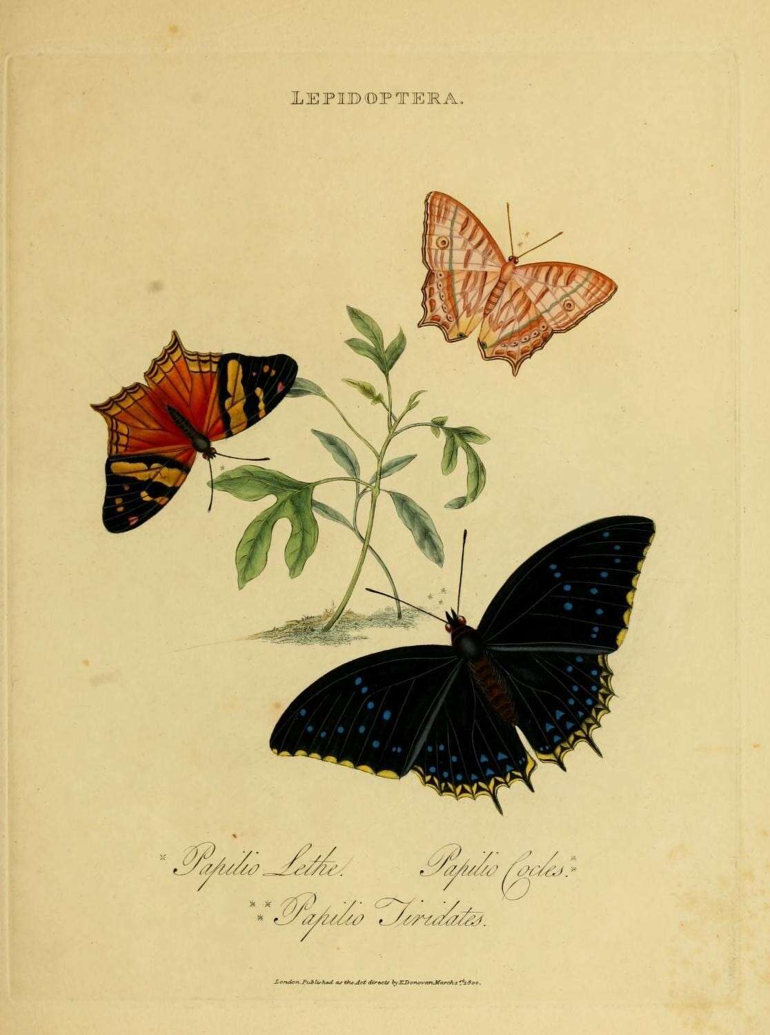 Image of Hypanartia lethe Fabricius 1793