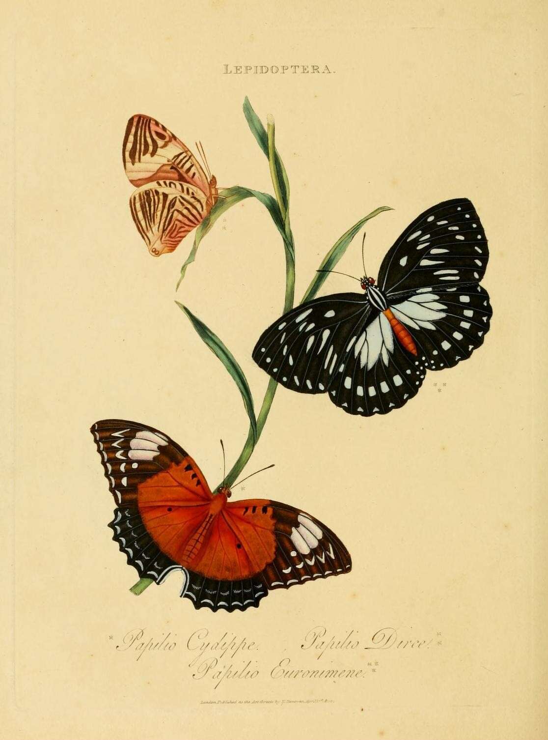 Image of Cethosia cydippe Linnaeus 1763