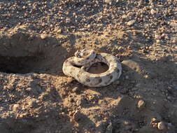 Image of Horned Adder