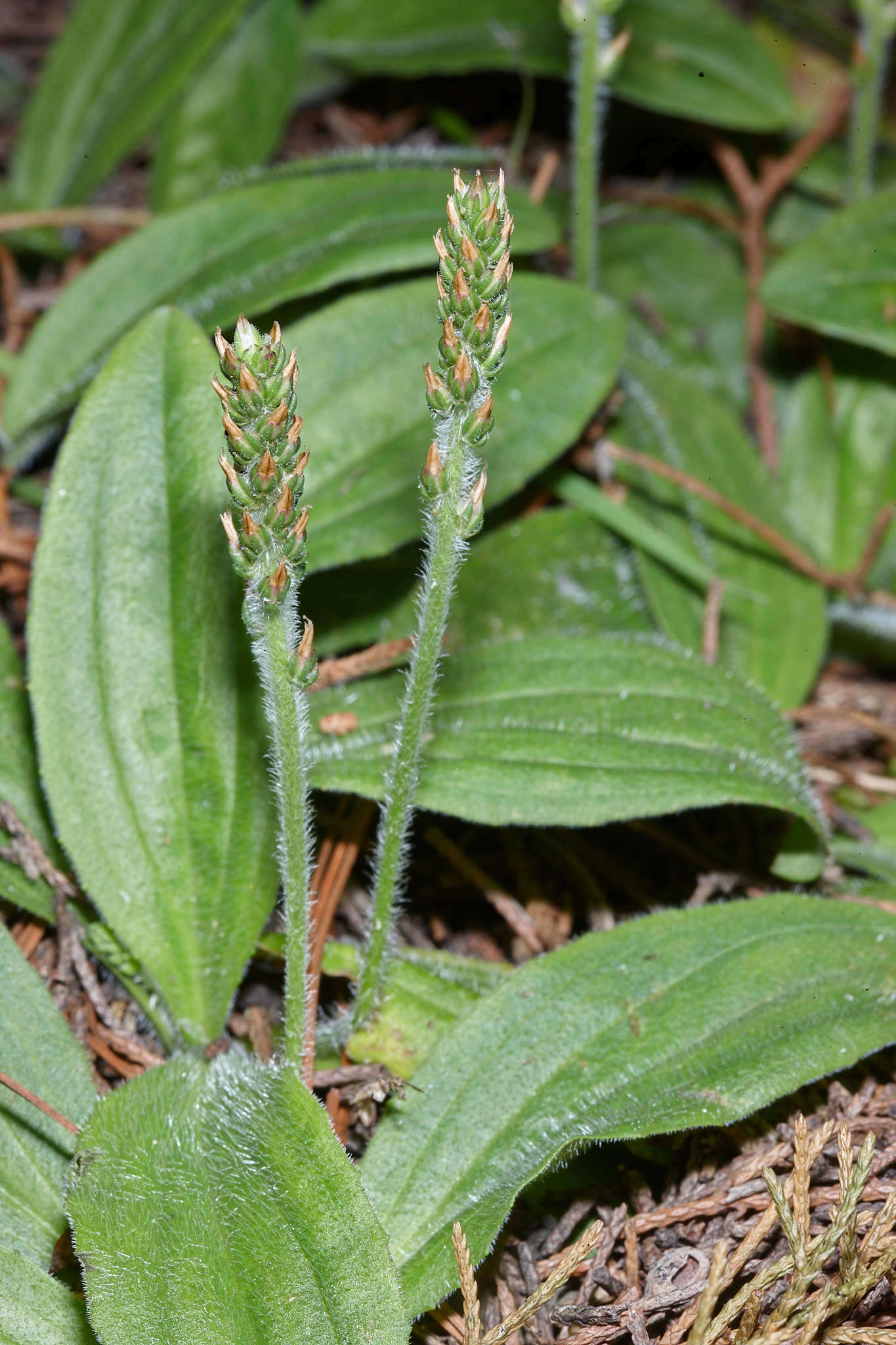 صورة Plantago australis subsp. hirtella (Kunth) Rahn