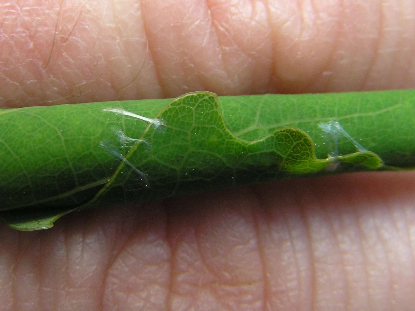 Image of Poplar leafroller