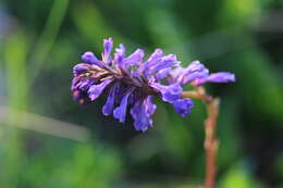 Image of Wulfenia