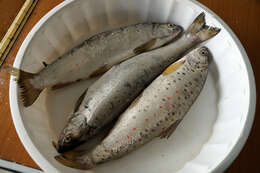 Image of Ohrid Trout