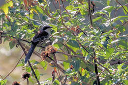 Image of Grey-crowned Crocias