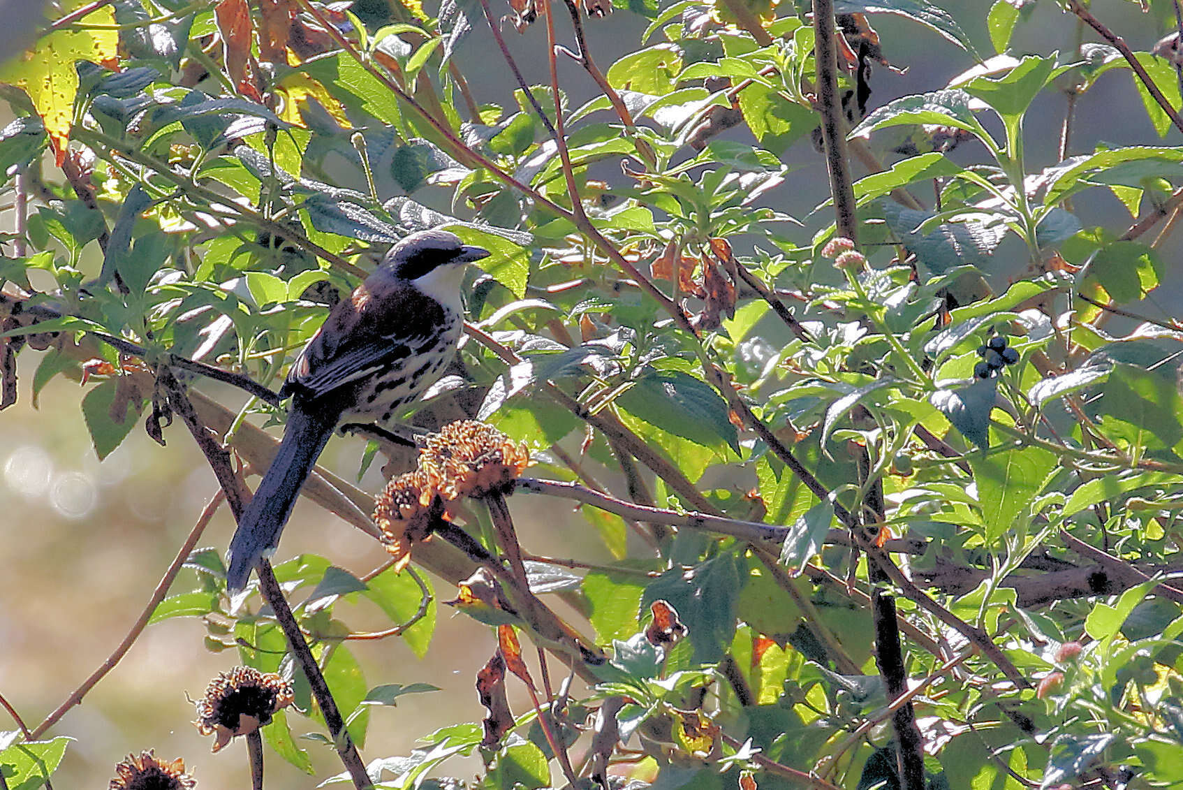 Image of Grey-crowned Crocias