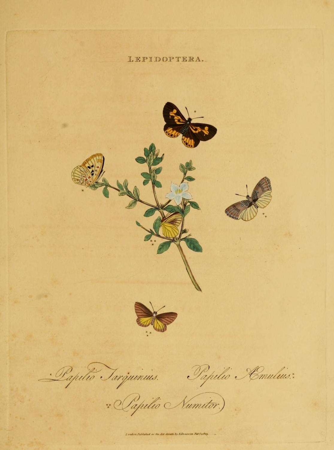 Слика од Catocyclotis aemulius (Fabricius 1793)
