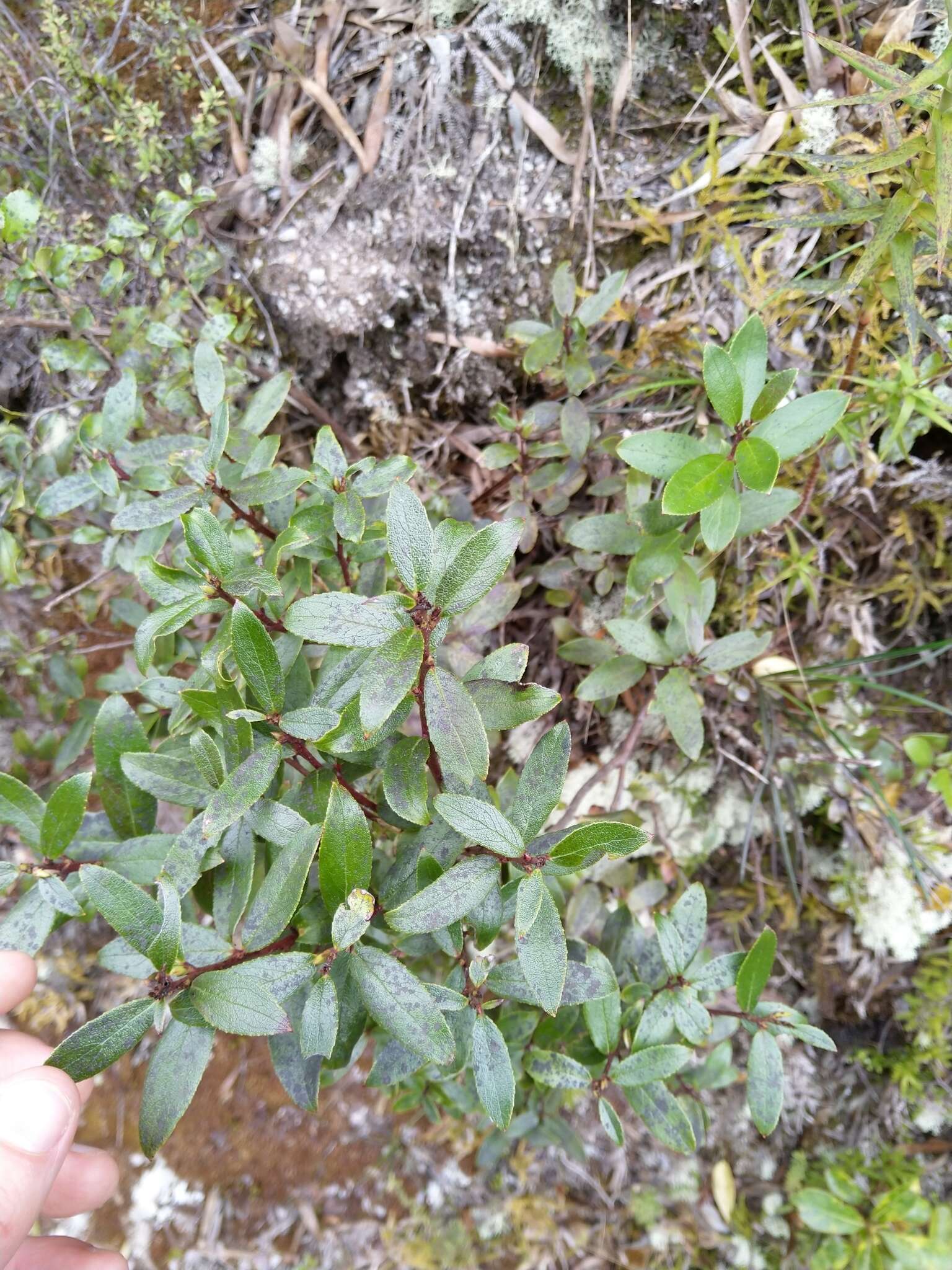 Image of Gaultheria paniculata B, L. Burtt & A. W. Hill