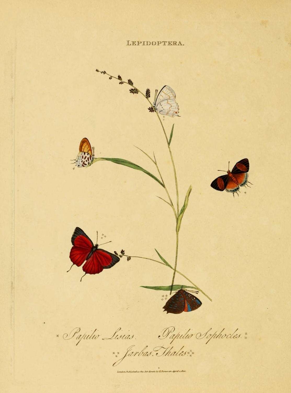 Imagem de Drupadia ravindra (Horsfield 1829)