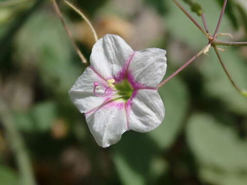 Imagem de Commicarpus brandegei (Standl.) Standl.